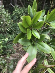 Cheirodendron trigynum