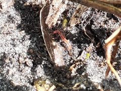 Pheidole megacephala