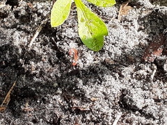Pheidole megacephala