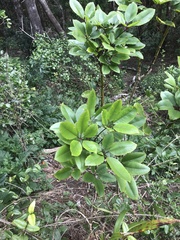 Cheirodendron trigynum