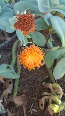 Kleinia fulgens