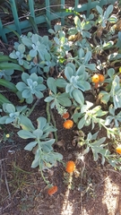 Kleinia fulgens