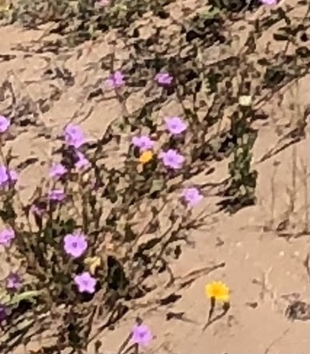 Erodium hesperium (Erodium hesperium)