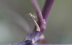 Pyroderces argyrogrammos