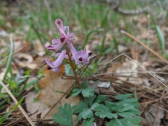 Corydalis paczoskii