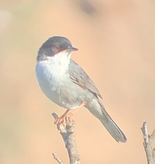 Curruca melanocephala