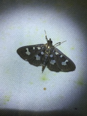 Herpetogramma desmioides