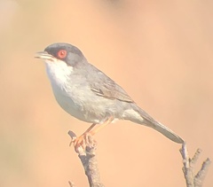Curruca melanocephala
