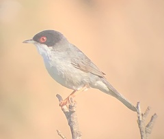 Curruca melanocephala
