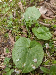 Ficaria verna calthifolia