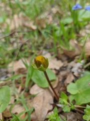 Ficaria verna calthifolia