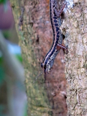 Blue-Tailed Snake-Eyed Skink photo 5