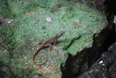 Anolis luciae