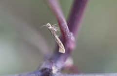 Pyroderces argyrogrammos