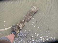 Griselinia littoralis