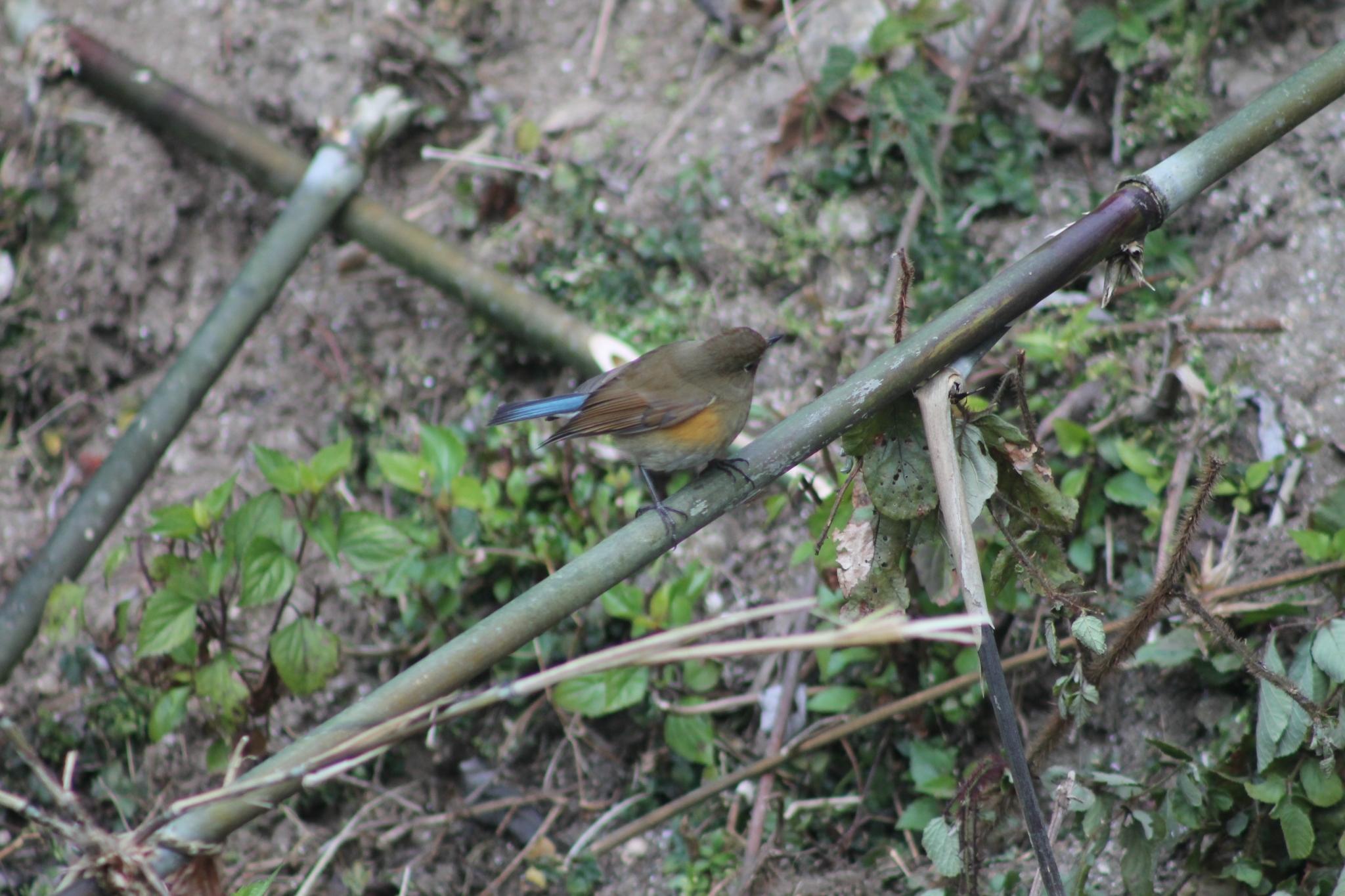 Common Woodshrike