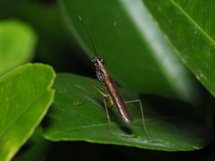 Spilomantis occipitalis