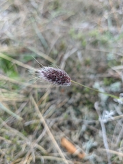 Alopecurus vaginatus