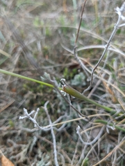Alopecurus vaginatus