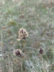 Alopecurus vaginatus