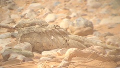 Caprimulgus aegyptius