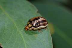 Paropsisterna insignita