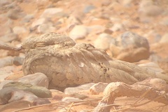Caprimulgus aegyptius