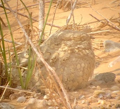 Caprimulgus aegyptius