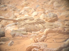 Caprimulgus aegyptius