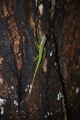 Anolis luciae