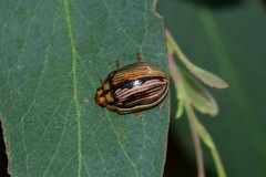 Paropsisterna insignita