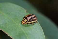 Paropsisterna insignita