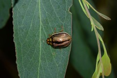 Paropsisterna insignita