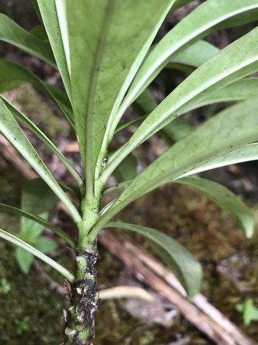 Trematolobelia wimmeri