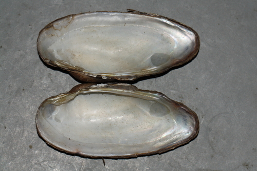 Painter's Mussel