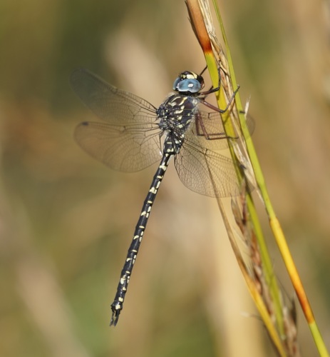 How to identify Austroaeschna obscura Theischinger, 1982