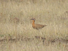 Cursorius coromandelicus