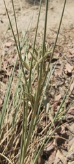 Cyperus conglomeratus