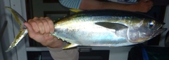 Thunnus albacares