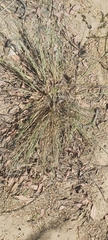 Cyperus conglomeratus