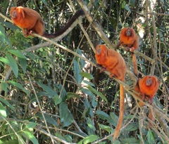 Leontopithecus rosalia