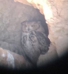 Bubo ascalaphus