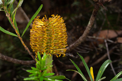 Banksia neoanglica