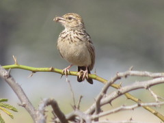 Mirafra erythroptera