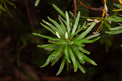 Banksia neoanglica