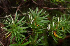 Banksia neoanglica