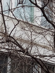 Carduelis carduelis