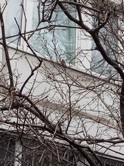 Carduelis carduelis