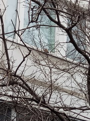 Carduelis carduelis