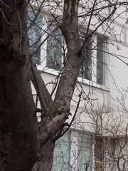 Carduelis carduelis